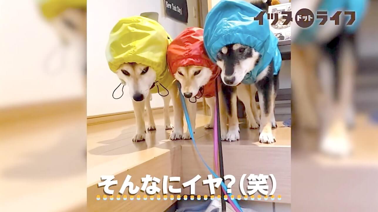 柴犬,動画,イッヌドットライフ
