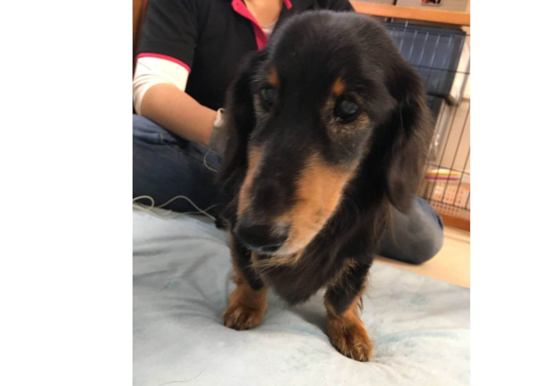 ミニチュアダックス