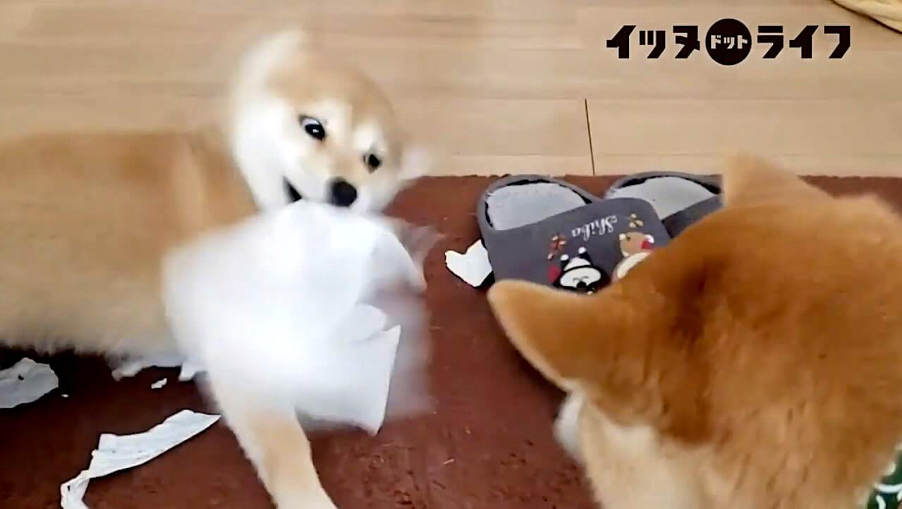 柴犬,動画,イッヌドットライフ