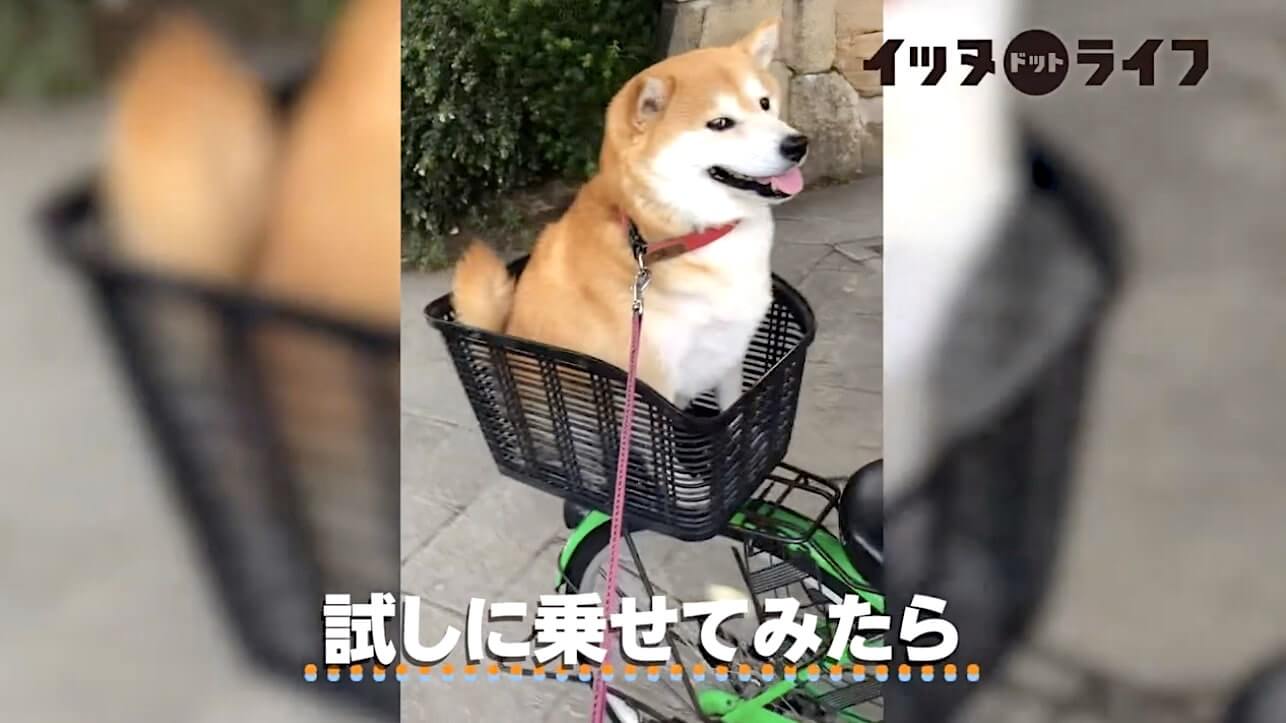 柴犬,YouTube