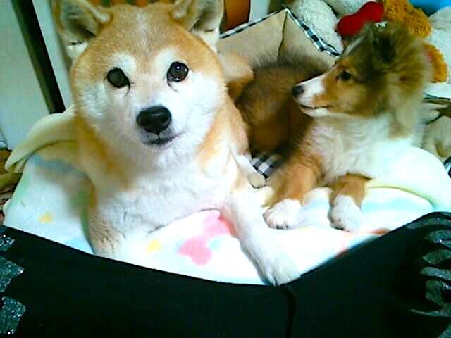 柴犬,シェルティー