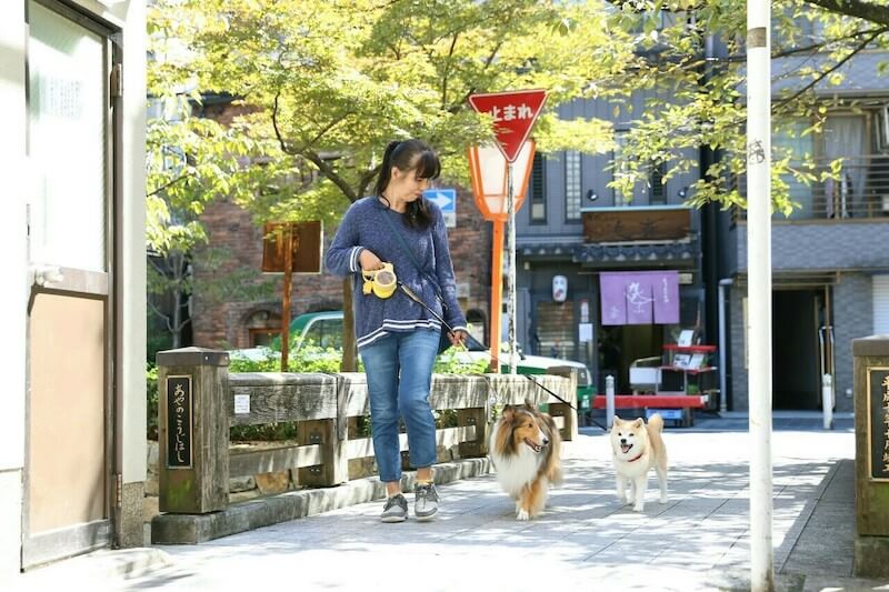 柴犬,シェルティー