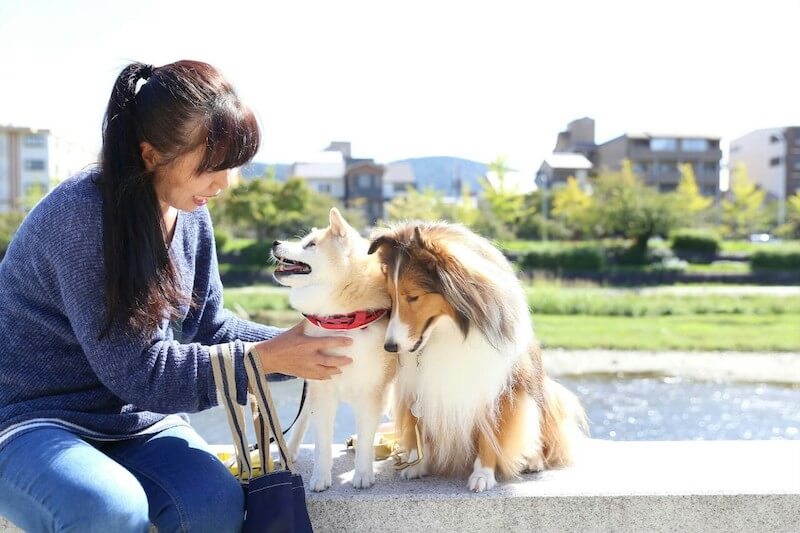 柴犬,シェルティー