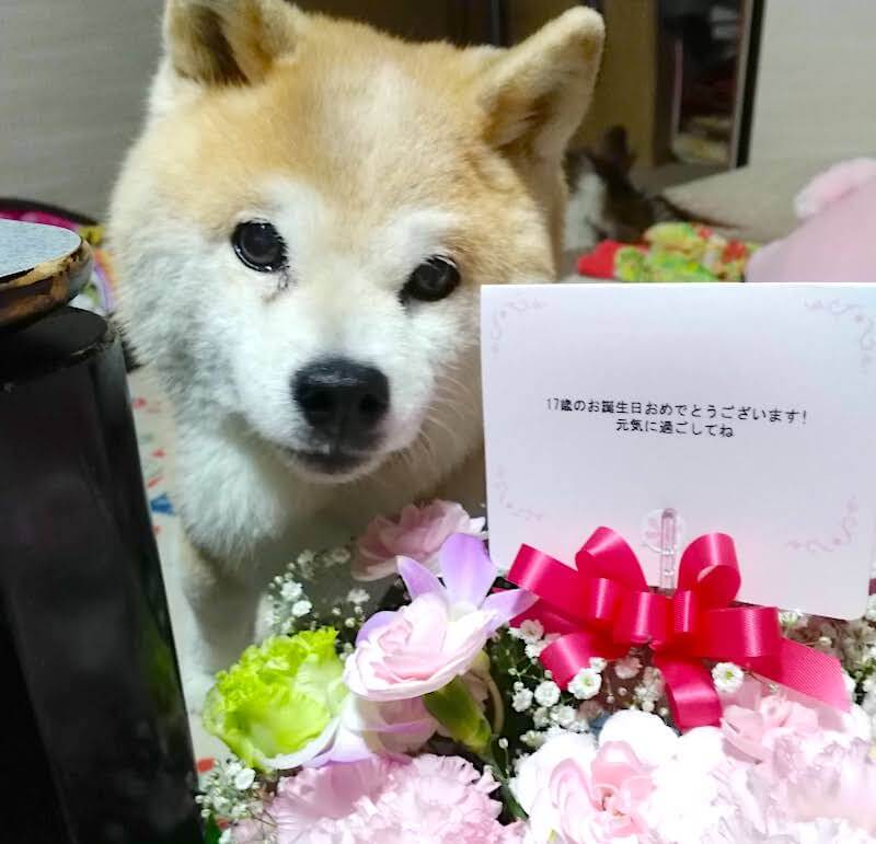 柴犬