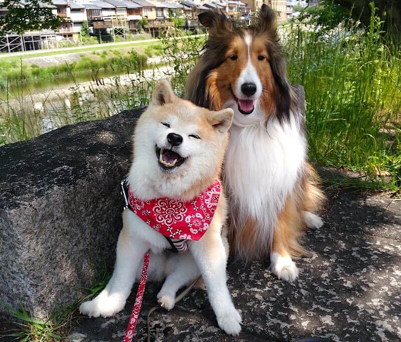 柴犬,シェルティ