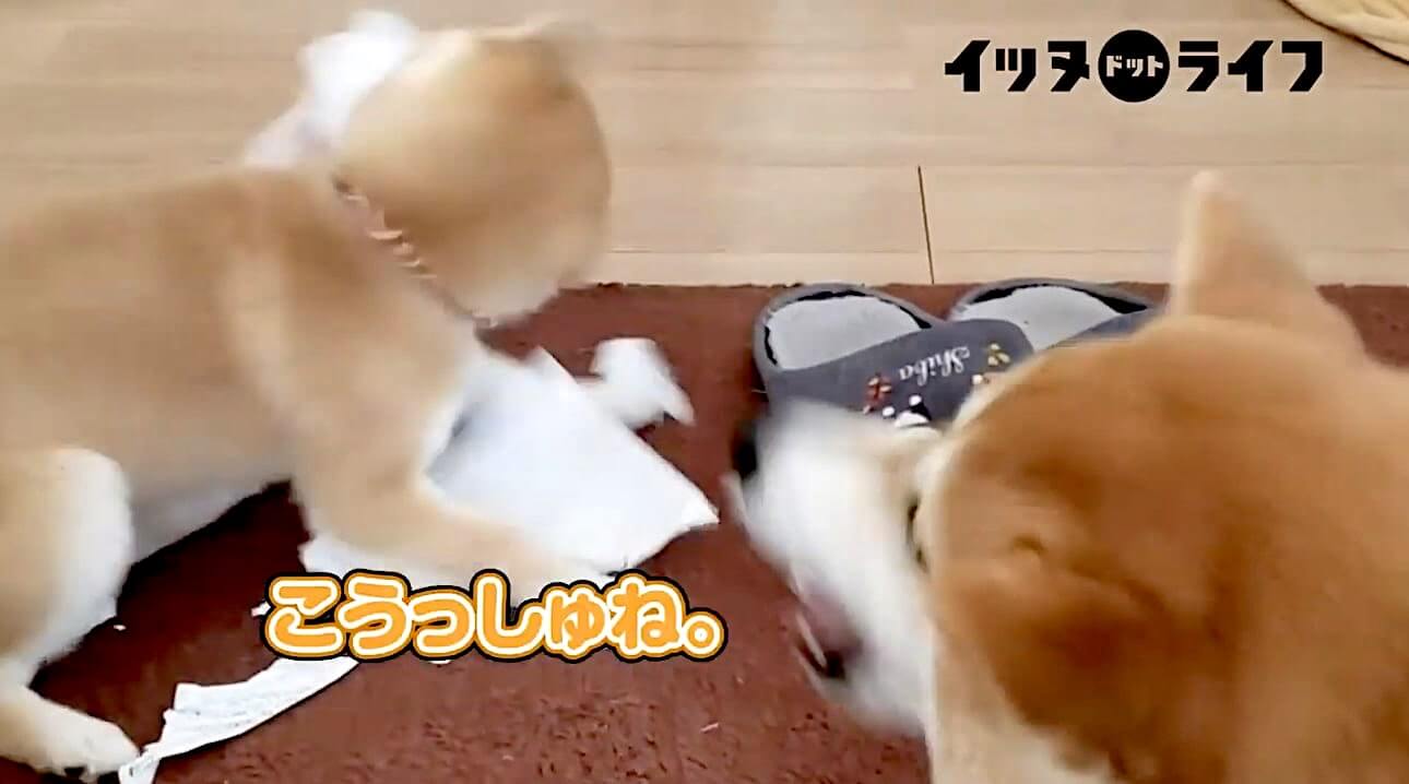 柴犬,動画,イッヌドットライフ