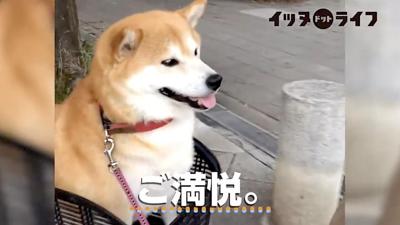 柴犬,YouTube
