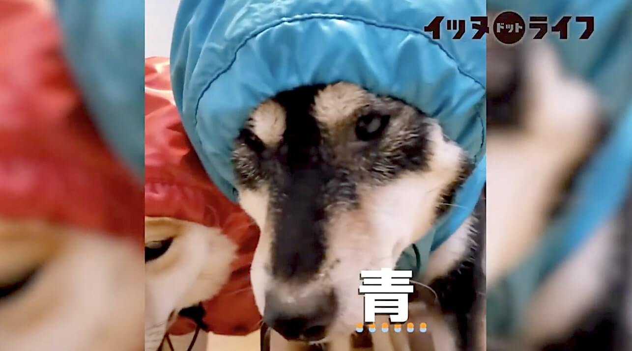 柴犬,動画,イッヌドットライフ
