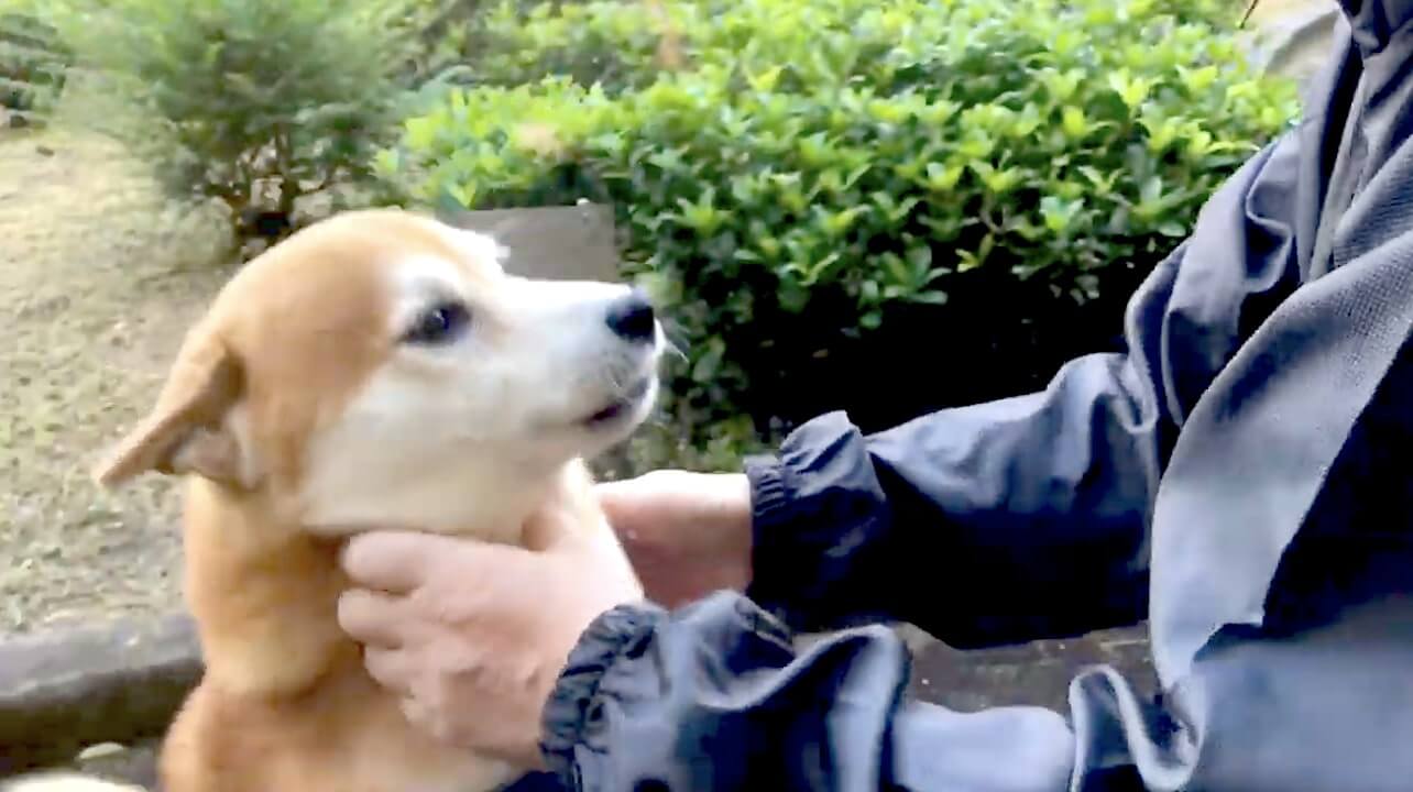 柴犬,YouTube