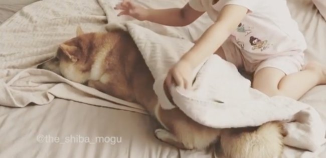 柴犬,Instagram