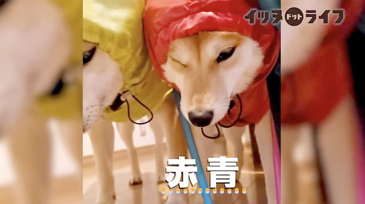 柴犬,動画,イッヌドットライフ