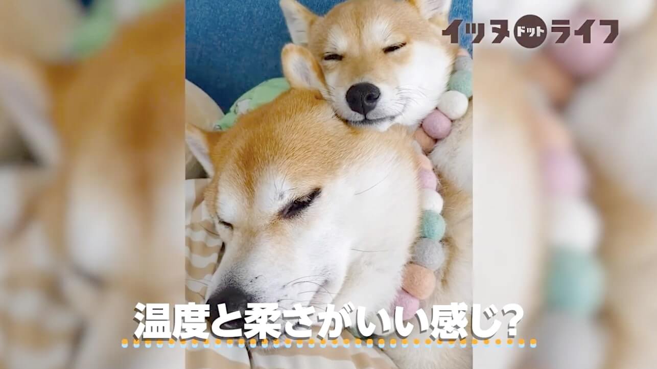 柴犬,動画,イッヌドットライフ