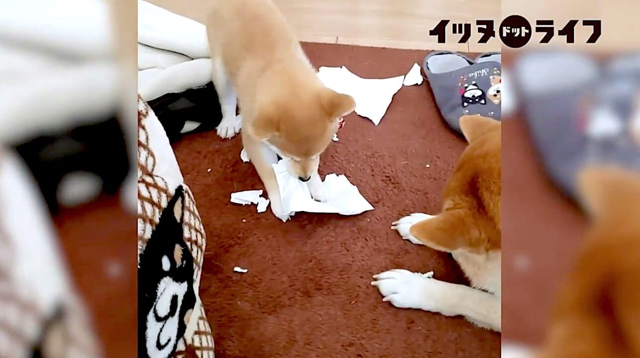 柴犬,動画,イッヌドットライフ