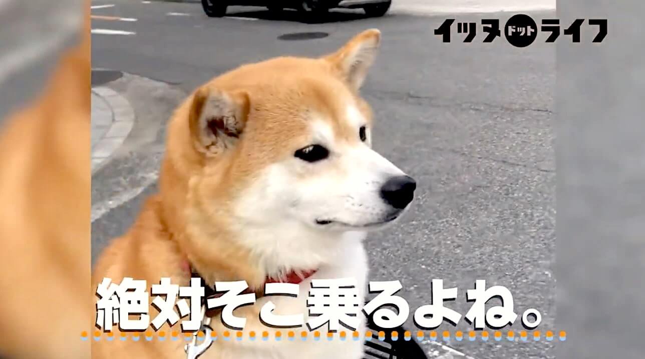 柴犬,YouTube