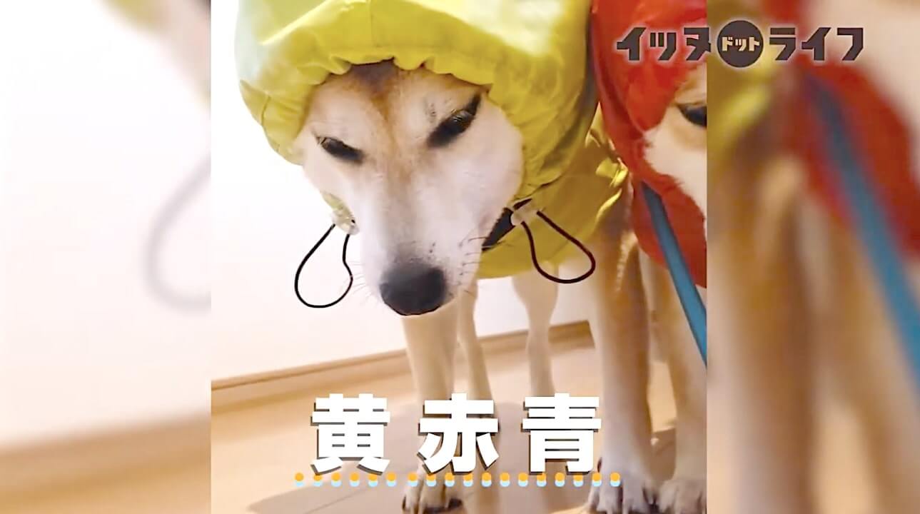 柴犬,動画,イッヌドットライフ