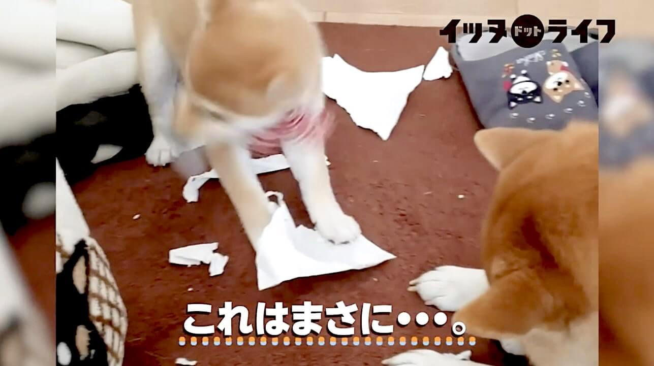 柴犬,動画,イッヌドットライフ