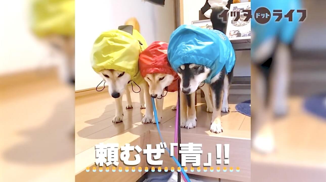 柴犬,動画,イッヌドットライフ