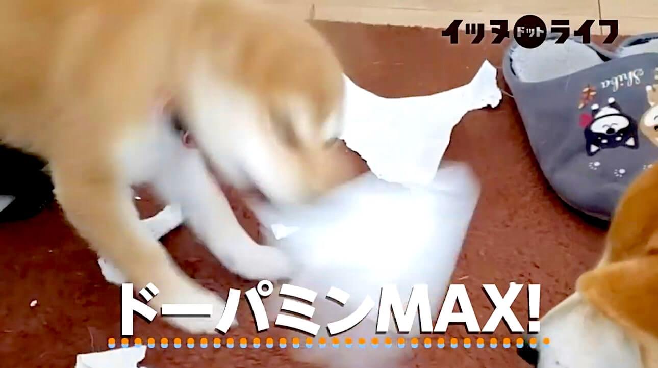 柴犬,動画,イッヌドットライフ