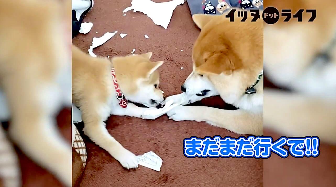 柴犬,動画,イッヌドットライフ