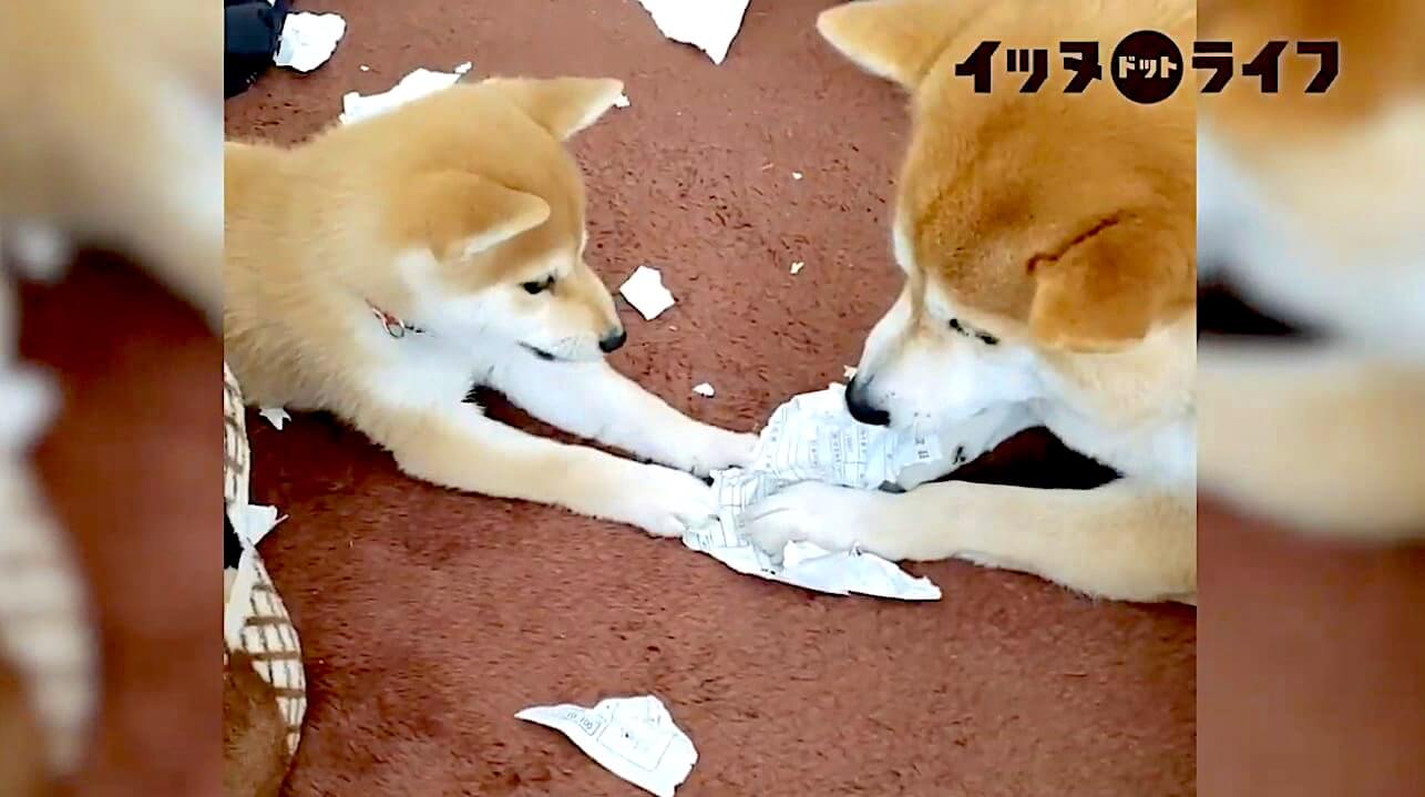柴犬,動画,イッヌドットライフ