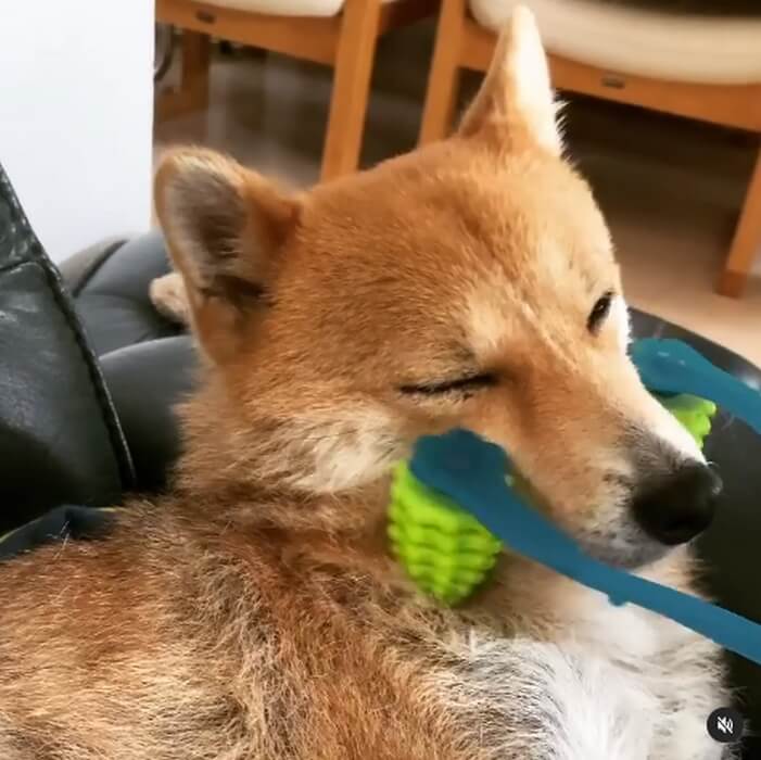 柴犬,Instagram