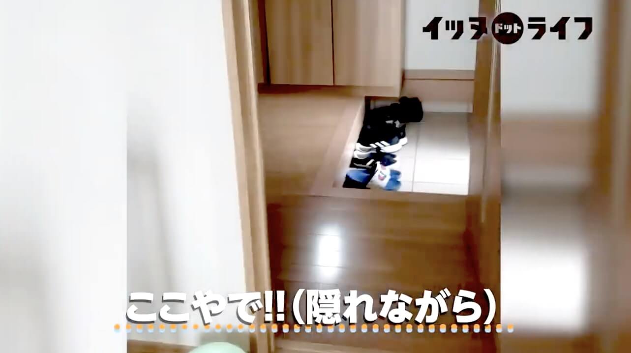 柴犬,動画,イッヌドットライフ