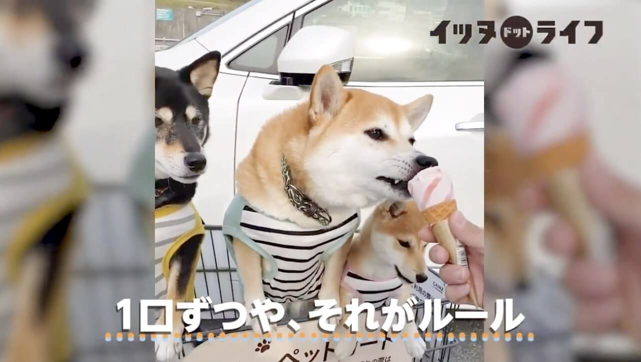 柴犬,動画,イッヌドットライフ