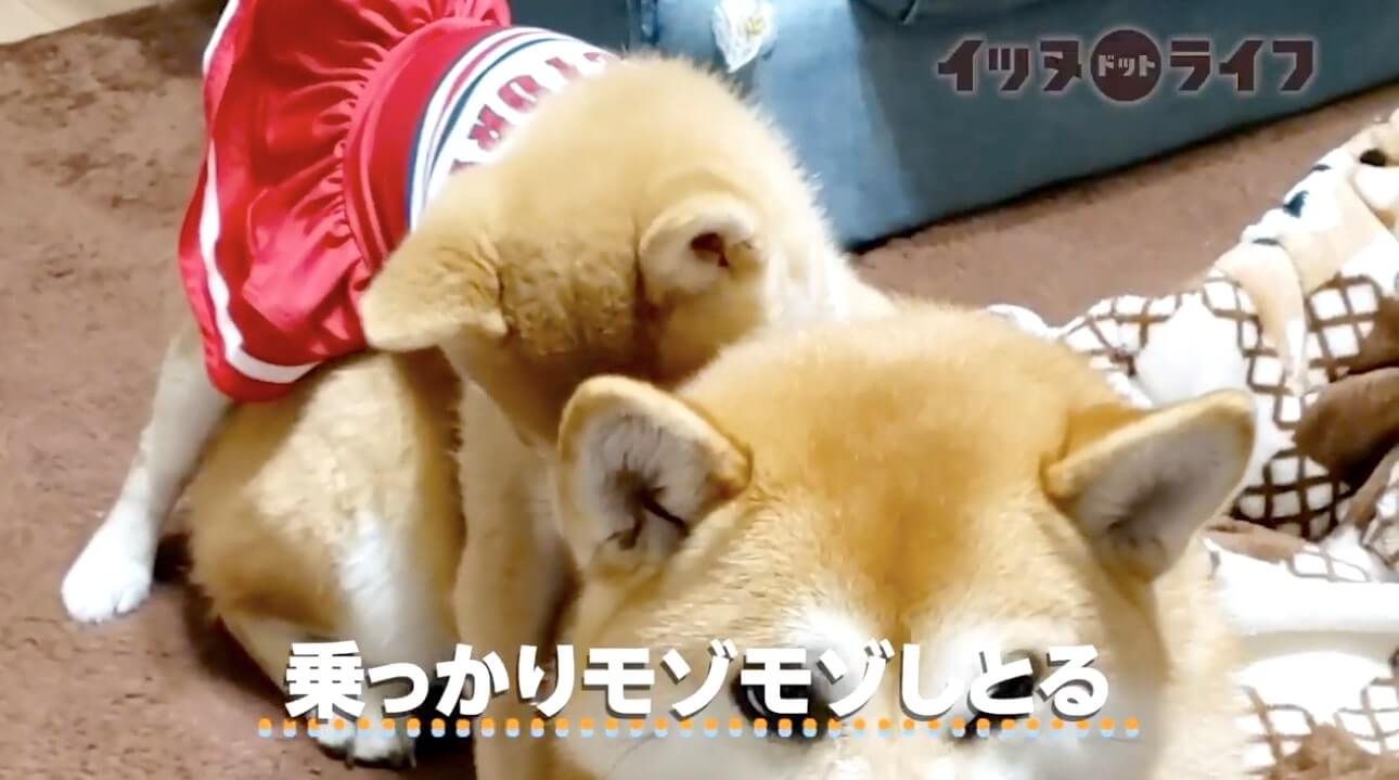 柴犬,動画,イッヌドットライフ