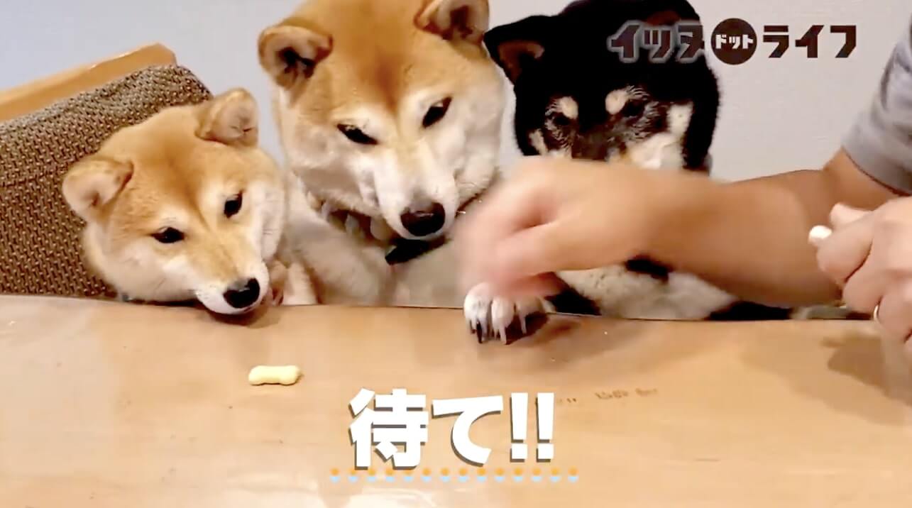 柴犬,動画,イッヌドットライフ