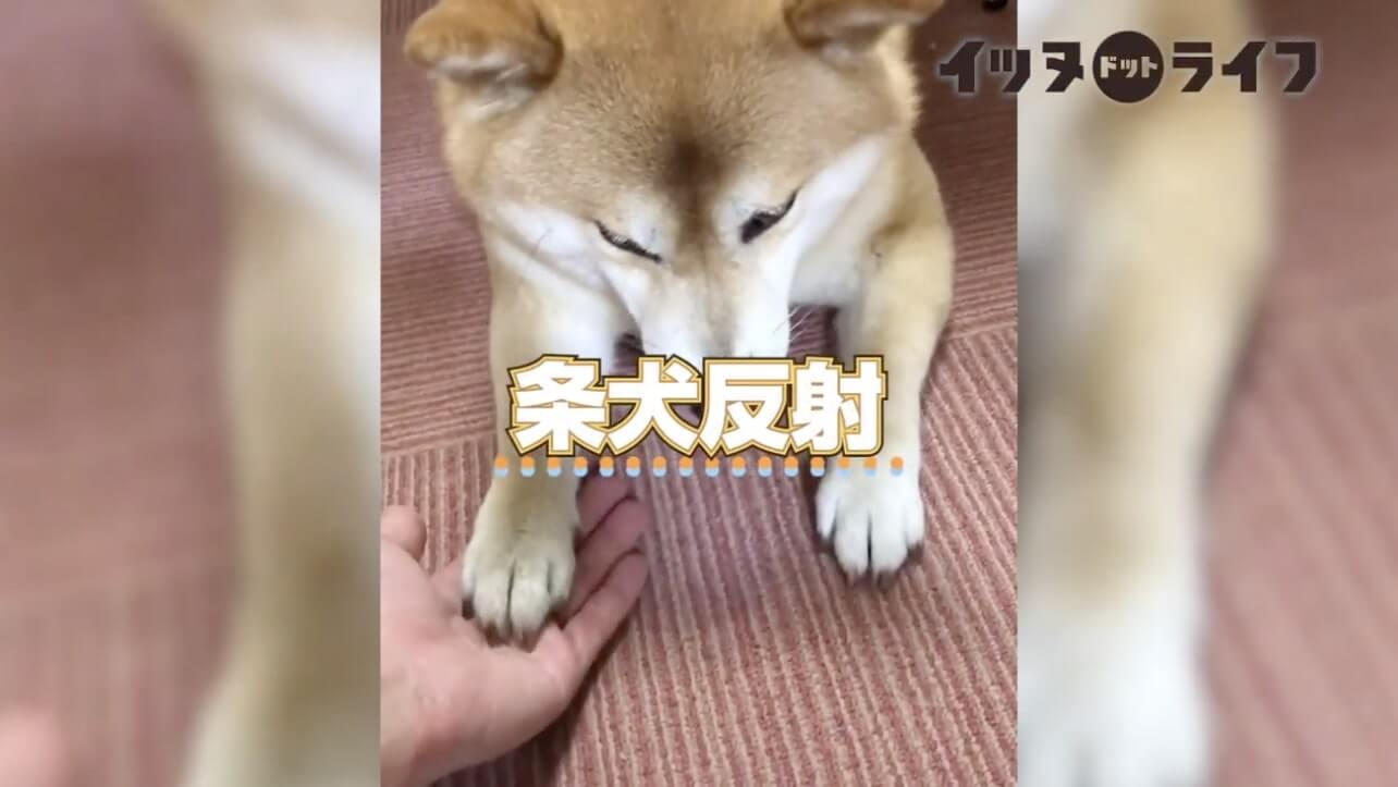 柴犬,動画,イッヌドットライフ
