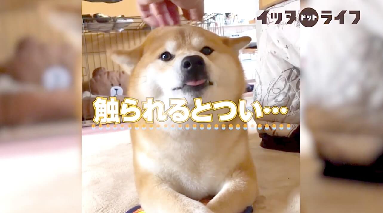 柴犬,動画,イッヌドットライフ