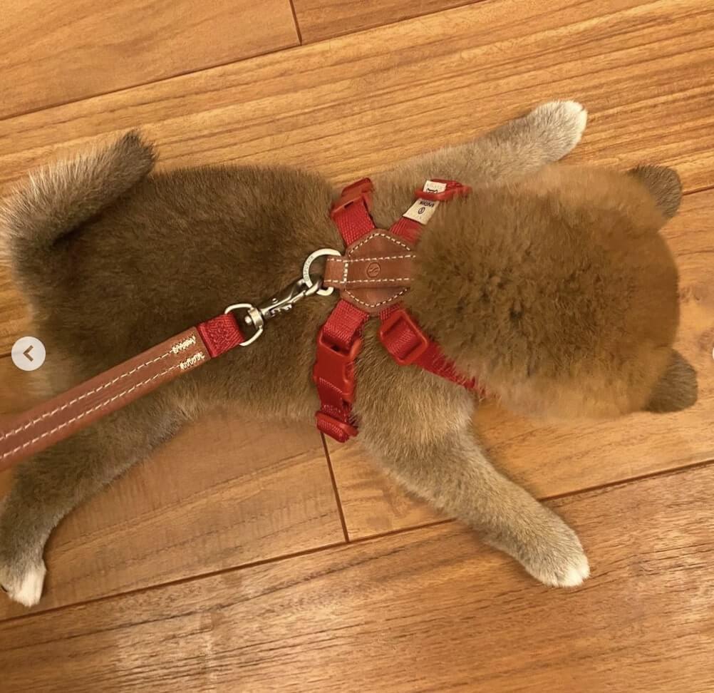 柴犬,Instagram,ツボった