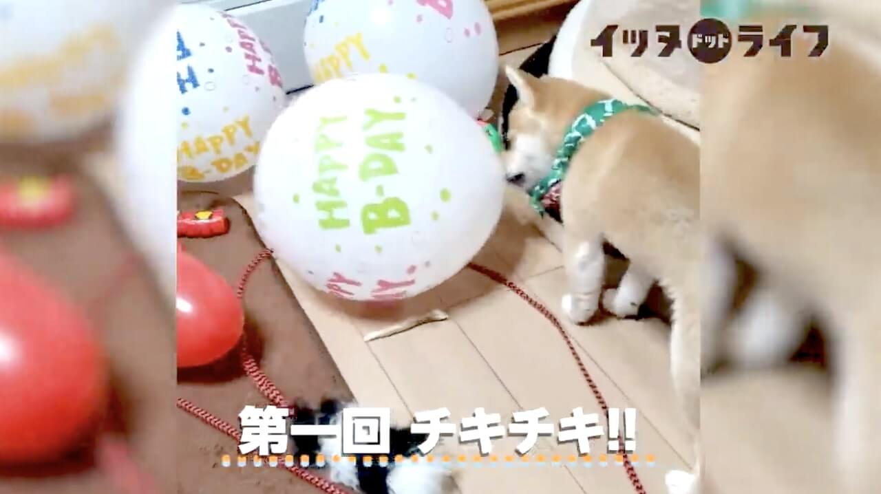 柴犬,動画,イッヌドットライフ