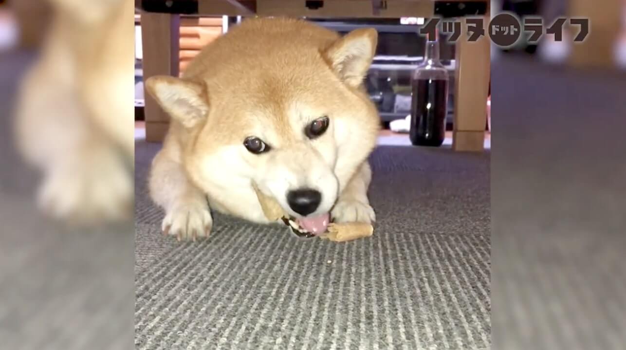 柴犬,動画,イッヌドットライフ
