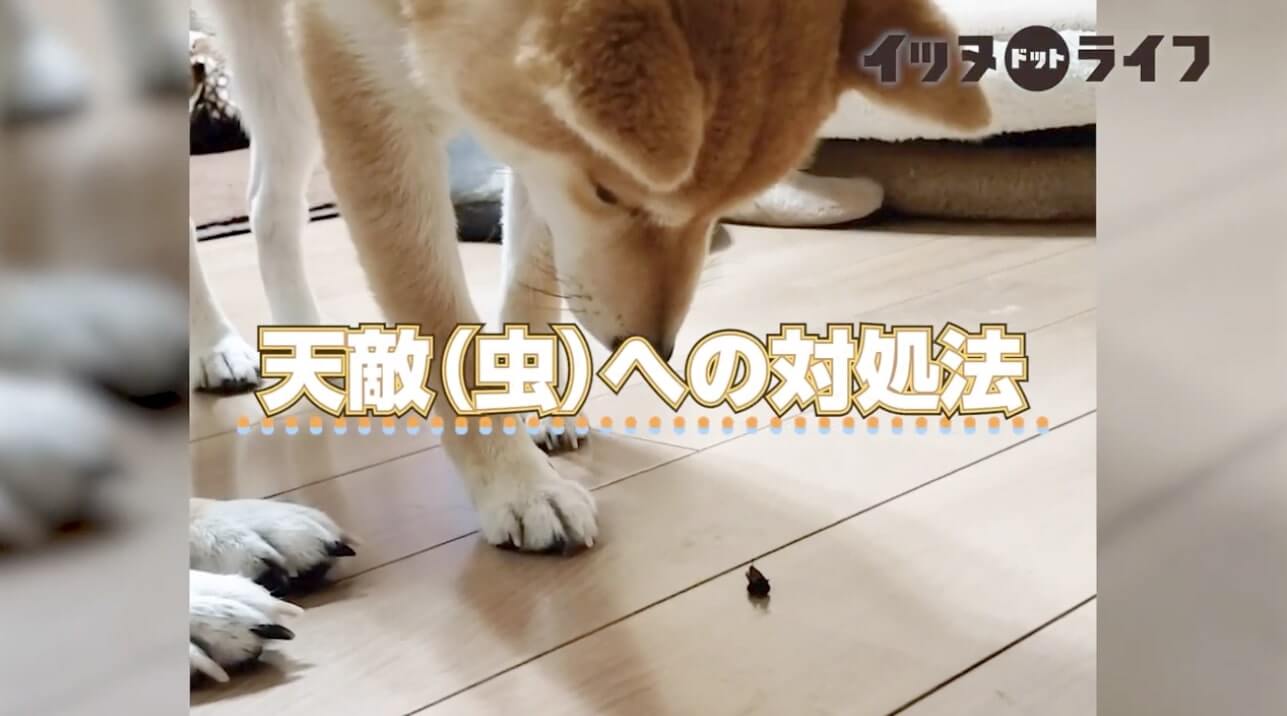 柴犬,動画,イッヌドットライフ