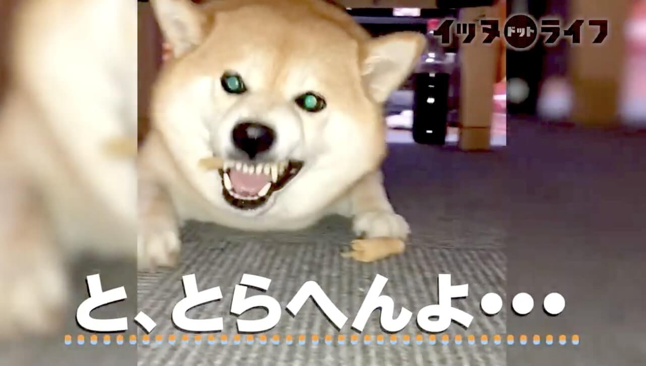 柴犬,動画,イッヌドットライフ