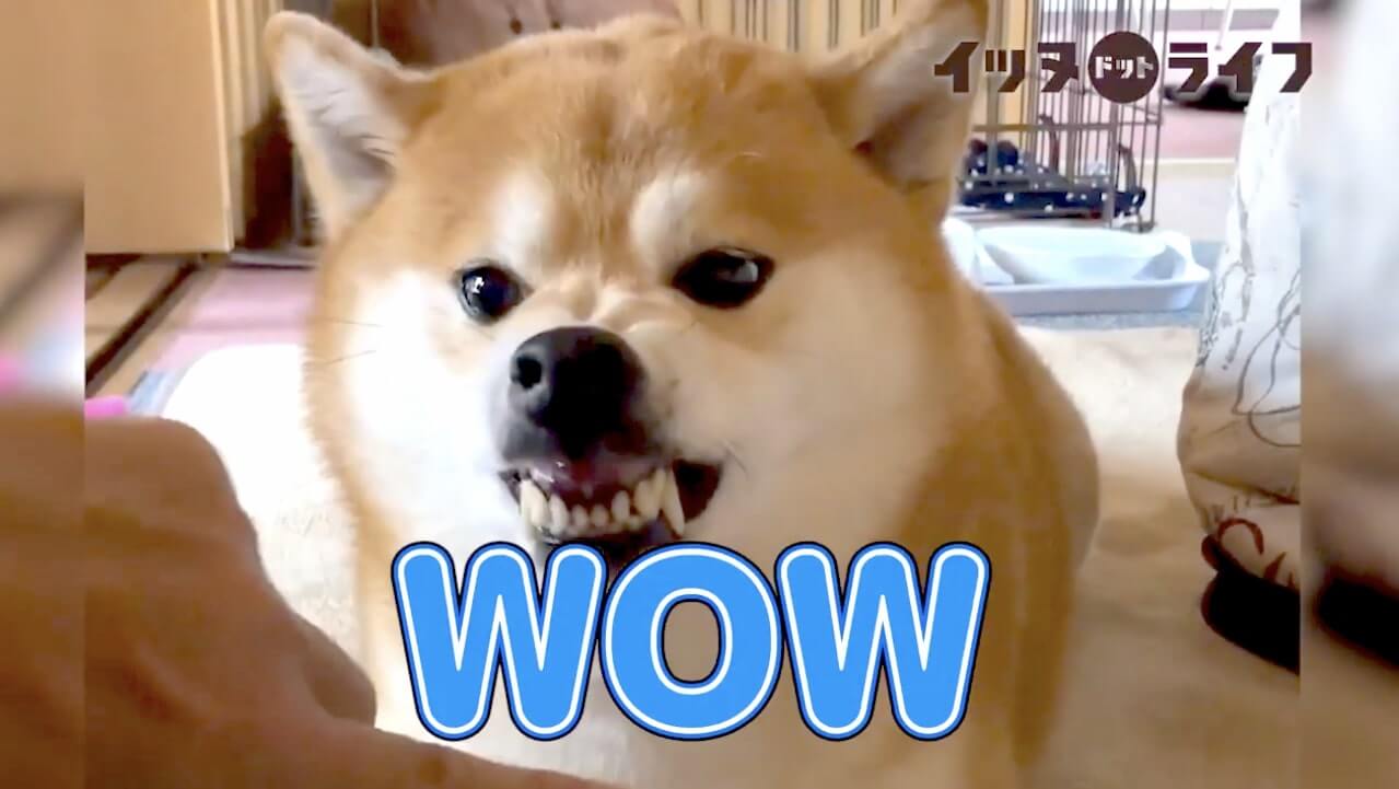 柴犬,動画,イッヌドットライフ
