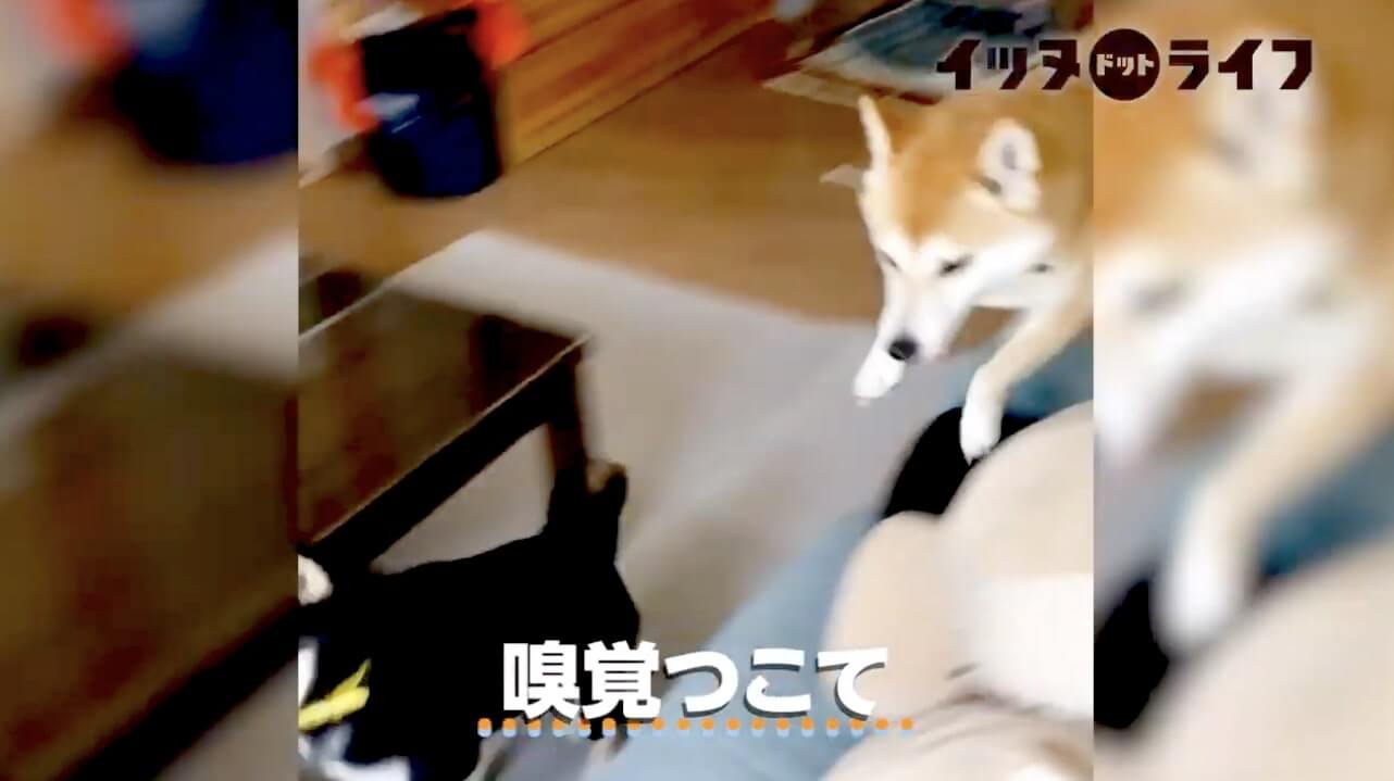 柴犬,動画,イッヌドットライフ