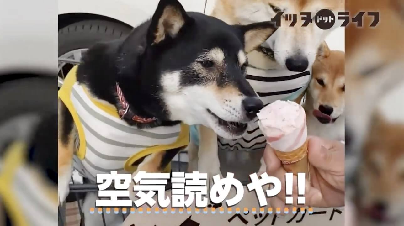 柴犬,動画,イッヌドットライフ