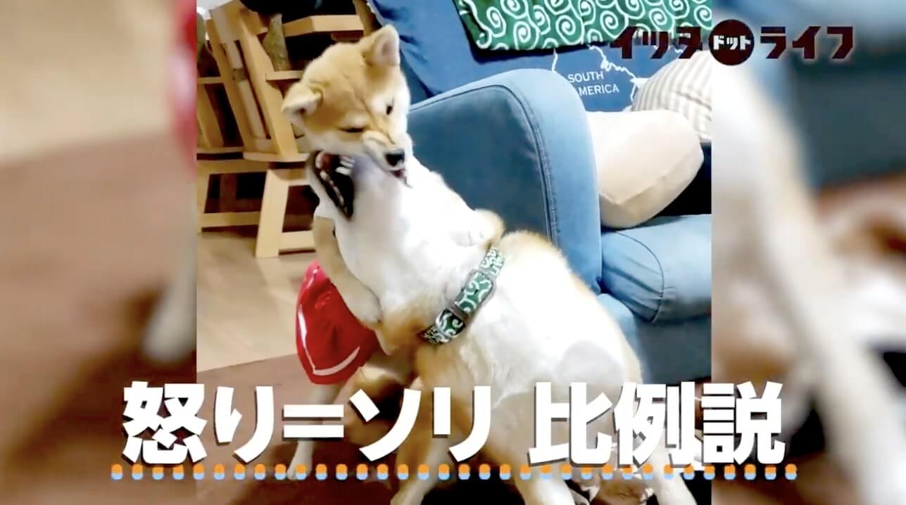 柴犬,動画,イッヌドットライフ