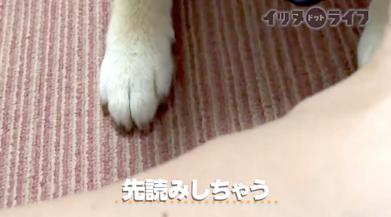 柴犬,動画,イッヌドットライフ