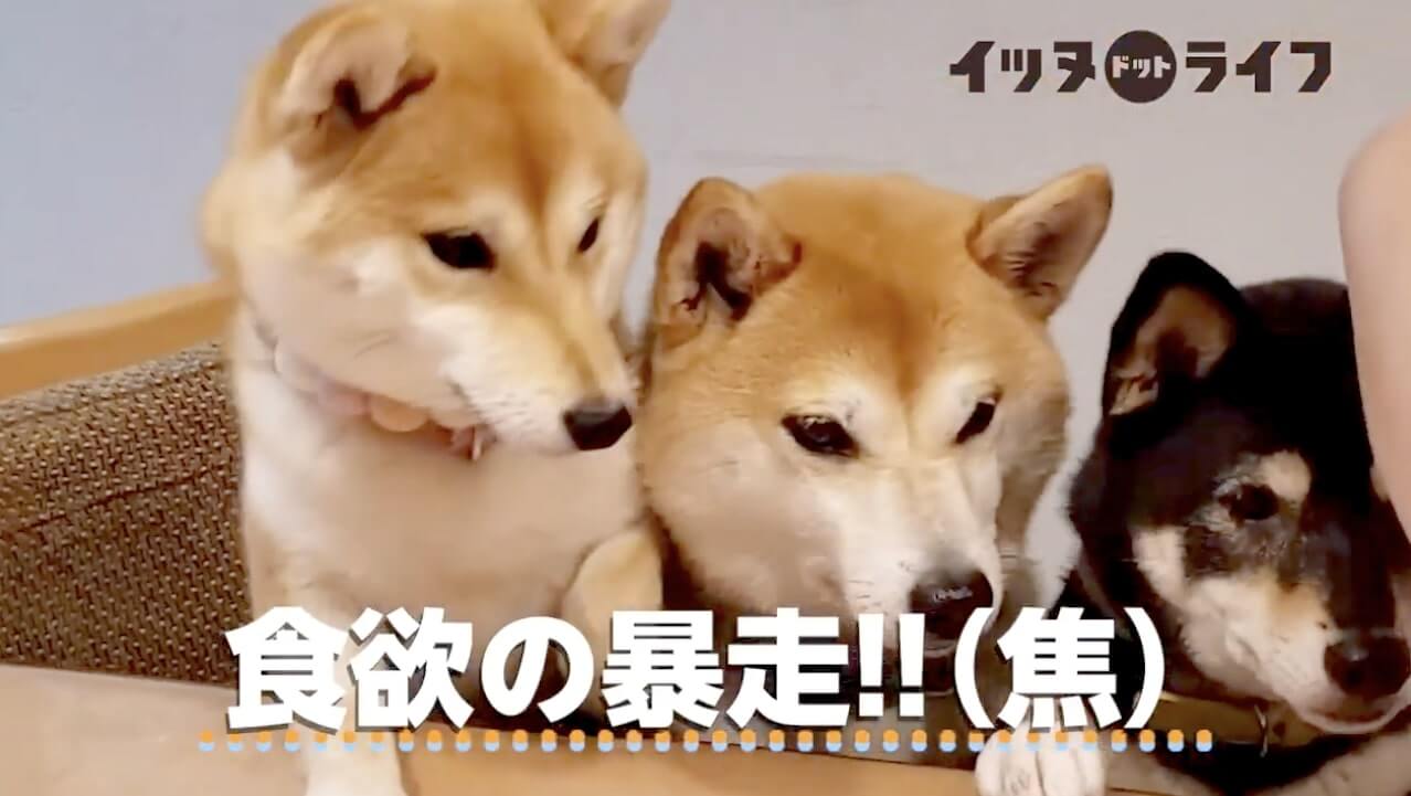 柴犬,動画,イッヌドットライフ