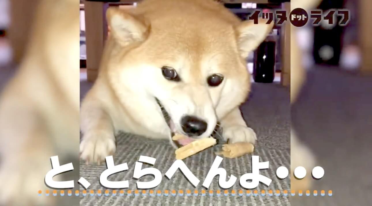 柴犬,動画,イッヌドットライフ