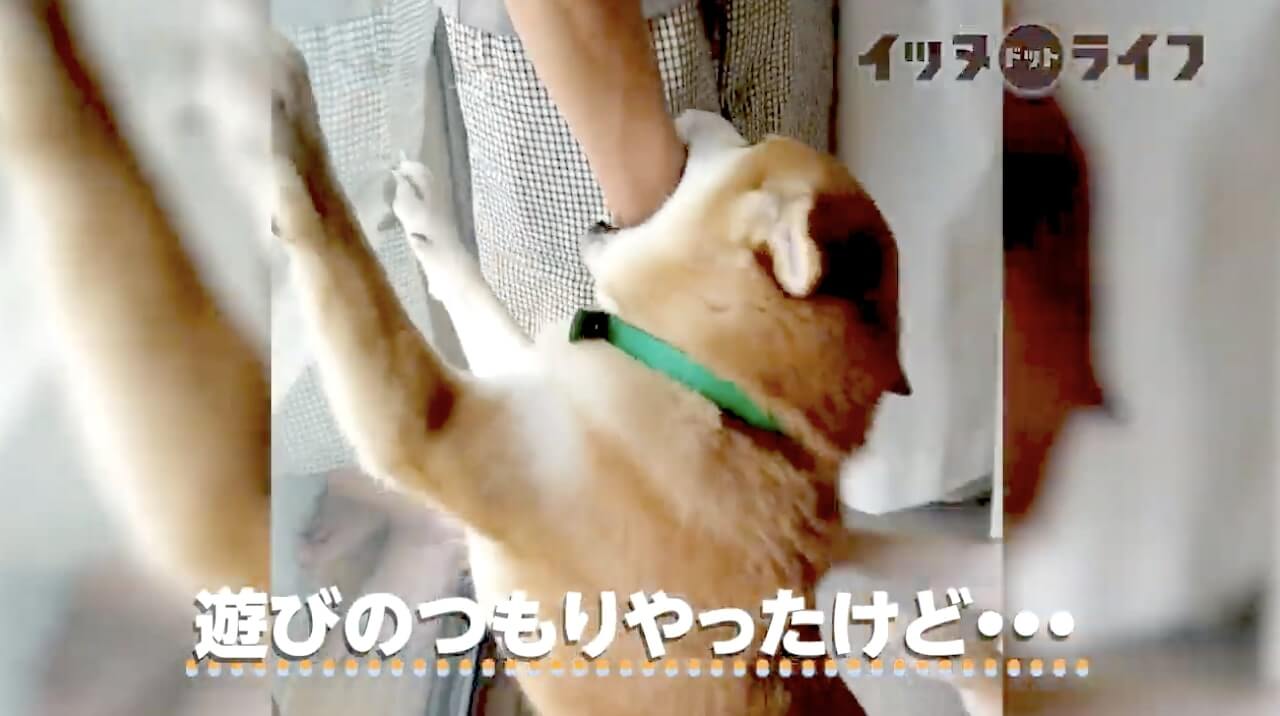 柴犬,動画,イッヌドットライフ