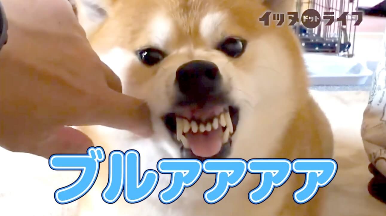 柴犬,動画,イッヌドットライフ