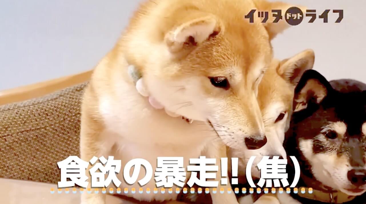 柴犬,動画,イッヌドットライフ
