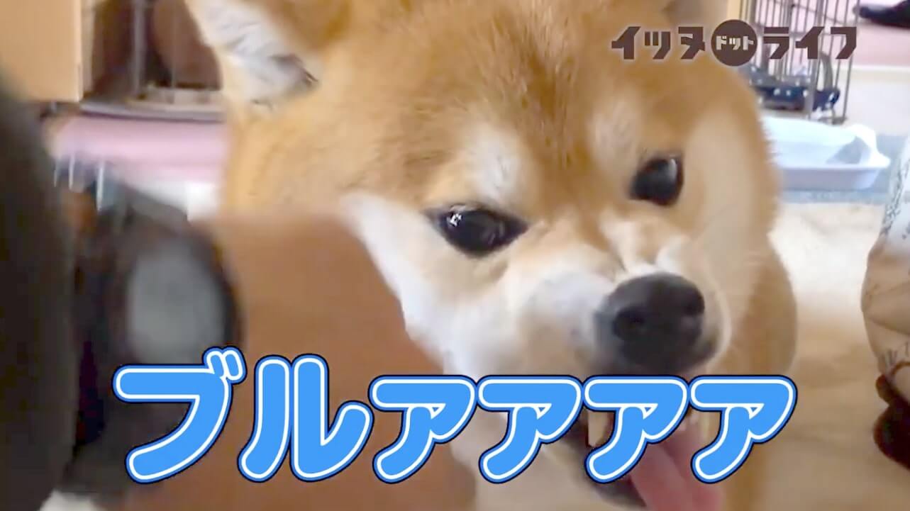 柴犬,動画,イッヌドットライフ
