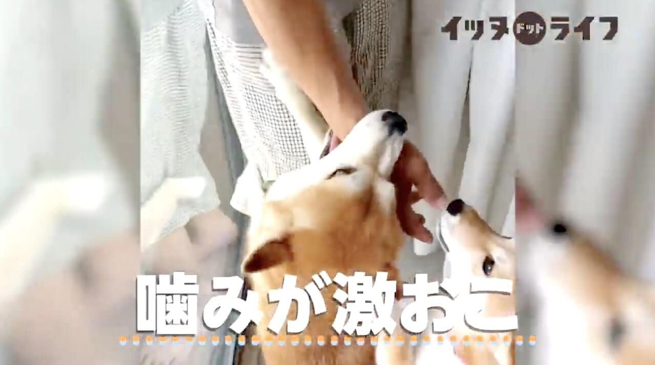 柴犬,動画,イッヌドットライフ