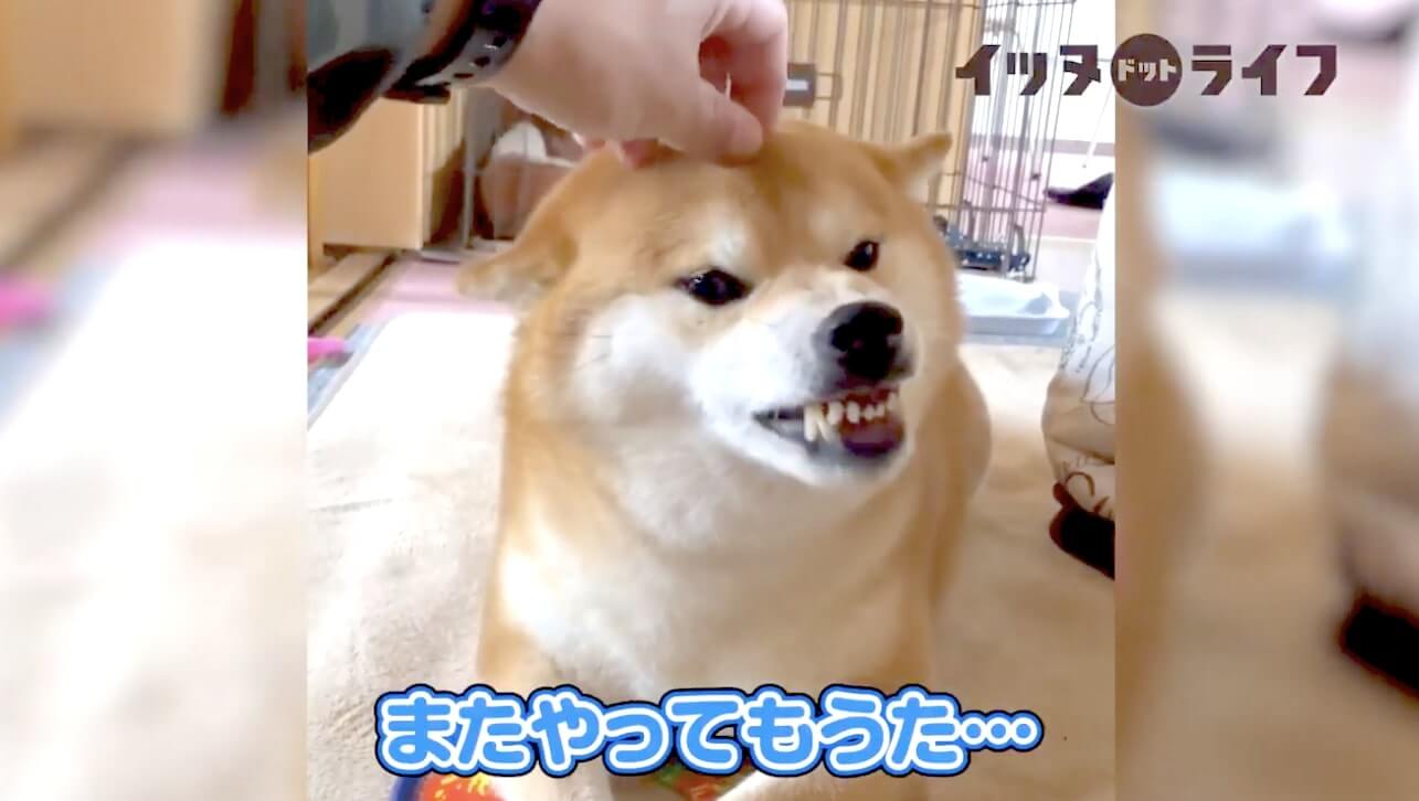 柴犬,動画,イッヌドットライフ