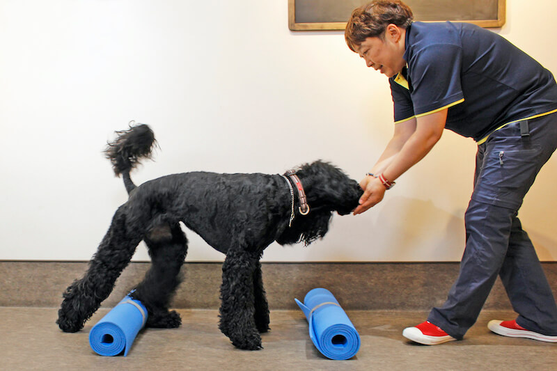 犬の筋トレ風景